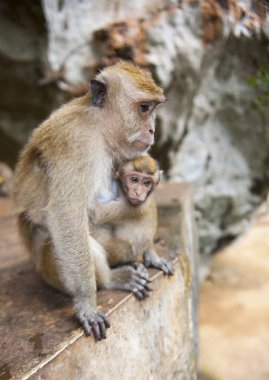 küçük bebek maymun ile komik maymun