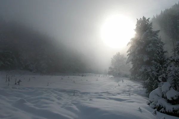 Paisaje Invernal Con Niebla Árboles — Foto de Stock