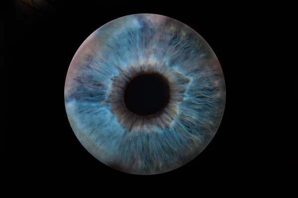 Human blue eye iris. Pupil in macro on black background