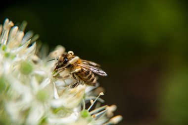 Bir arı beyaz çiçeğe nektar bulaştırır..