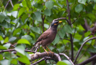 Bir ağacın dalı üzerinde sığırcık. Yağmur ormanlarında sarı gagalı bir kuş