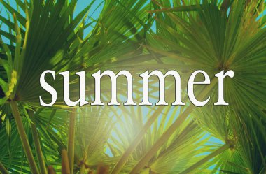 Parlak güneş ve yazıt yaz ile Yeşil palmiye ağaçları