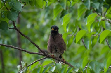 Bir ağacın dalı üzerinde sığırcık. Yağmur ormanlarında sarı gagalı bir kuş