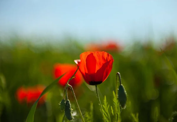 緑の野原に赤いケシの花 5月の美しい花 — ストック写真