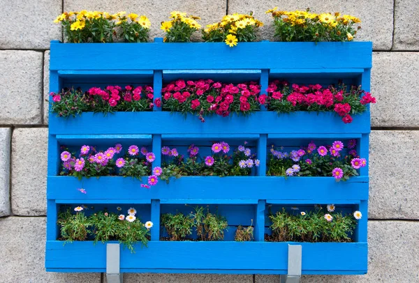 Blue wooden planter with different colored flowers