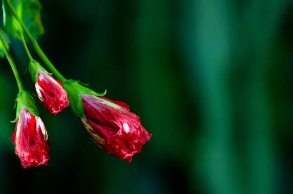 Buttons of red roses on deep green background