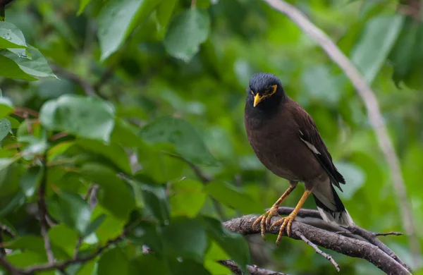 Étourneau Sur Branche Arbre Oiseau Bec Jaune Dans Forêt Tropicale — Photo