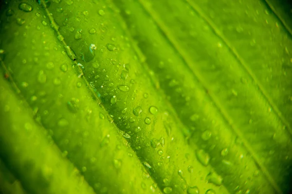 Groene Bladeren Textuur Met Druppels Water — Stockfoto