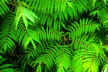 Yaprakları ile bir ağacın yeşil dalları. Yaz anlayışı. Çiçek desen arka plan