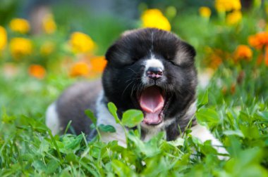 Çiçekli küçük bir köpek yavrusu. Amerikan akita köpeği dışarıda esniyor