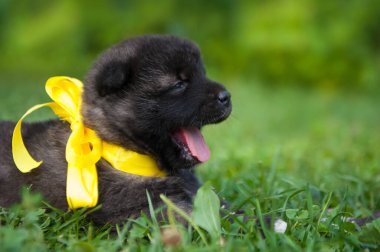 Mavi kurdeleli bir köpek yavrusu. Amerikan Akita köpeği esniyor