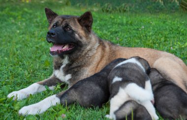 Amerikan akita köpeği küçük yavrularını otla besliyor.