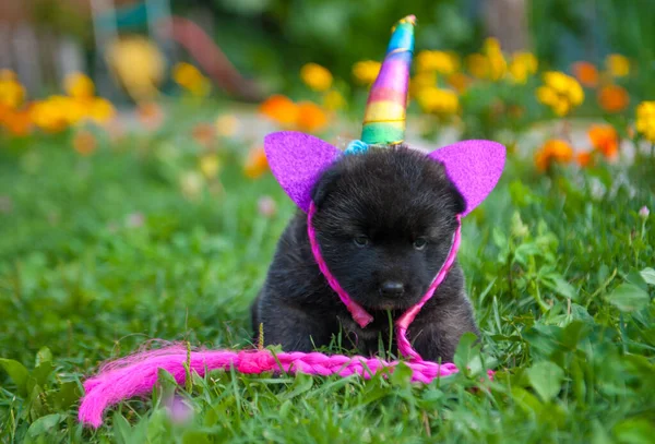 Kafasında mor aksesuarlar olan siyah komik köpek yavrusu. Amerikan akita köpeği bahçede oynuyor