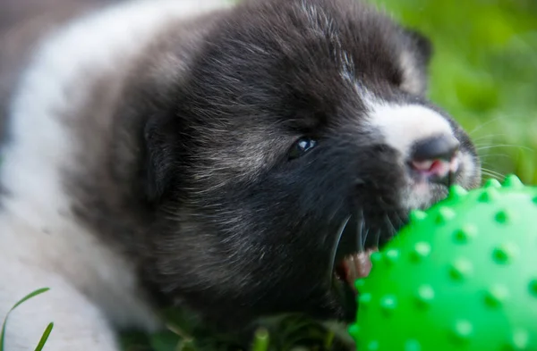 Kleine Puppy Spelen Met Groene Bal Gras Amerikaanse Akita Hond — Stockfoto