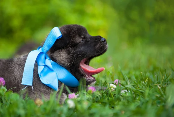 A puppy on grass with blue ribbon. American Akita dog yawn