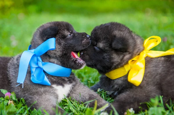 Two puppies with ribbons on grass. American akita dogs play outdoors