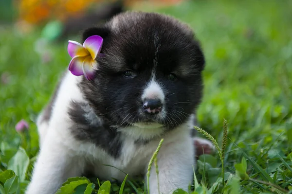Kafasında mor aksesuarlar olan siyah beyaz bir köpek yavrusu. Amerikan akita köpeği bahçede oynuyor