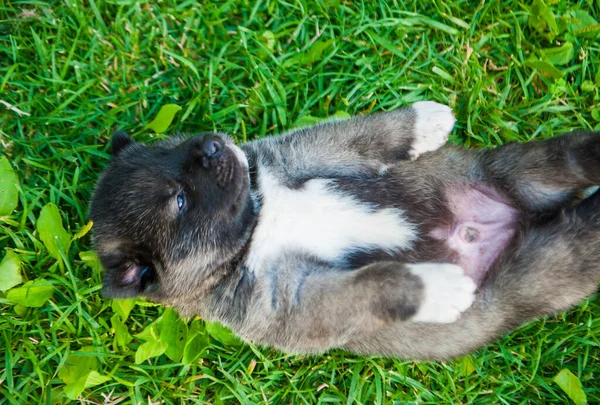 Small Puppy Lays Grass Its Back American Akita Dog Outdoors — Stock Photo, Image