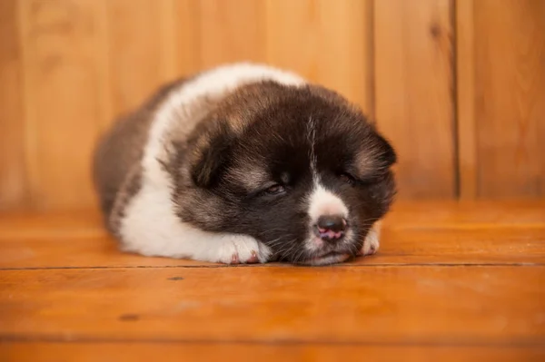 木製の床の上に小さな子犬の睡眠室内 アメリカの犬 — ストック写真