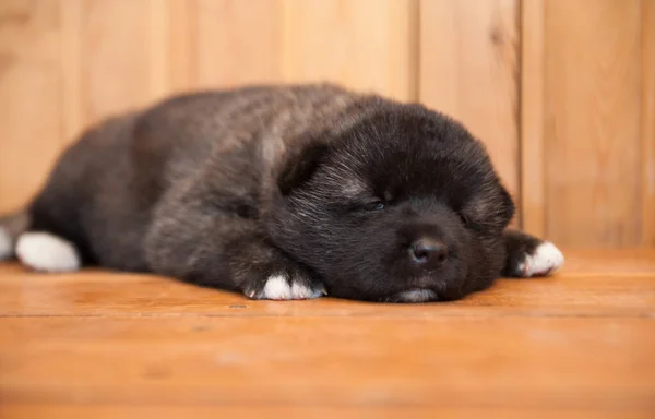 Kleine Welpen Schlafen Drinnen Auf Holzboden Amerikanischer Akita Hund — Stockfoto