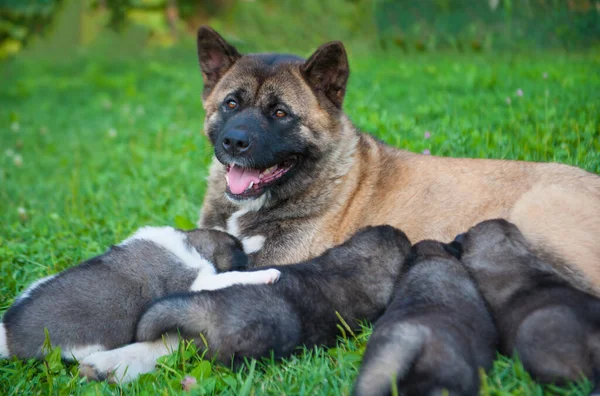 American Akita Dog Feeding Her Small Puppy Babies Grass — Stock Photo, Image