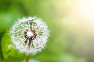 Yeşil çimlerde ve güneşte beyaz karahindiba. Makro