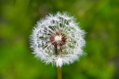 Yeşil çimlerde ve güneşte beyaz karahindiba. Makro
