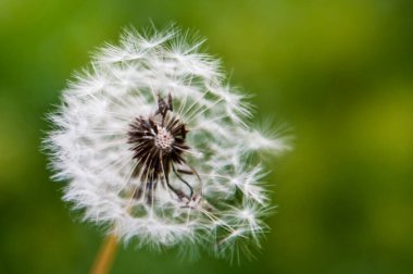 Yeşil çimlerde ve güneşte beyaz karahindiba. Makro