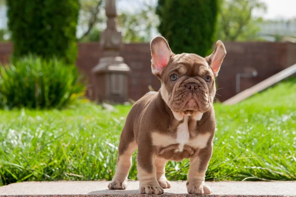 Pequeño Cachorro Marrón Bulldog Francés Está Hierba Verde Aire Libre —  Fotos de Stock