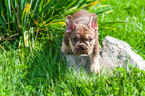 Kis Barna Kiskutya Francia Bulldog Van Zöld Szabadban — Stock Fotó