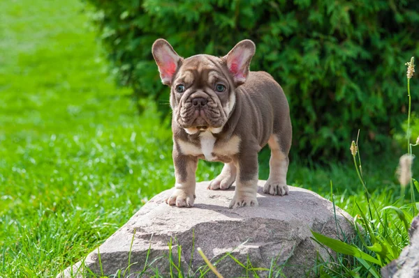Fransız bulldog köpeğinin küçük kahverengi köpek yavrusu taşın üstünde ve yeşil çimenler açık havada.