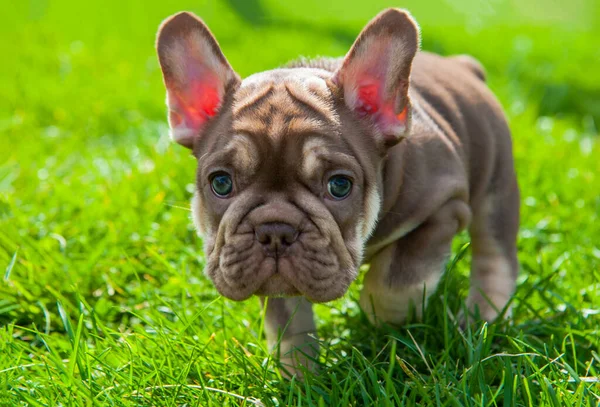 Pequeño Cachorro Marrón Bulldog Francés Está Hierba Verde Aire Libre —  Fotos de Stock