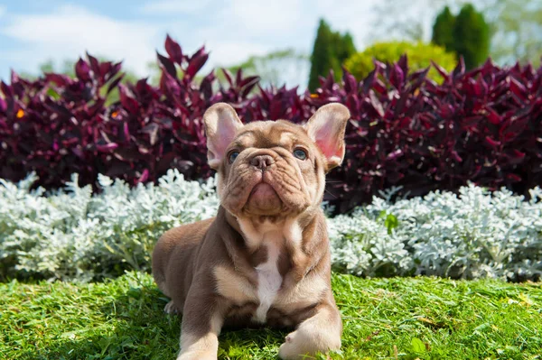 Pequeño Cachorro Marrón Bulldog Francés Está Hierba Verde Flores Aire —  Fotos de Stock