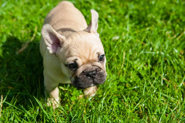 Pequeño Cachorro Marrón Bulldog Francés Está Hierba Verde Aire Libre —  Fotos de Stock