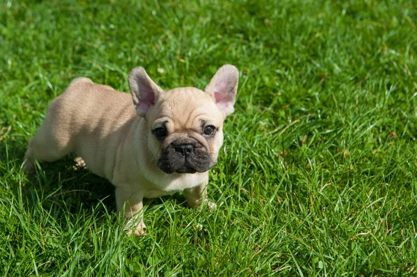 Fransız bulldog köpeğinin küçük kahverengi köpeği yeşil çimlerin üzerinde.