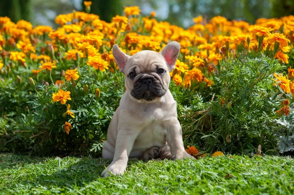 Pequeño Cachorro Marrón Bulldog Francés Está Hierba Verde Flores Amarillas —  Fotos de Stock