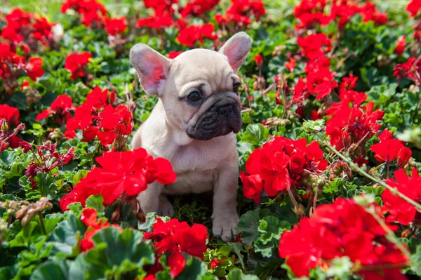 Kiskutya Francia Bulldog Oin Piros Virágok Szabadban — Stock Fotó