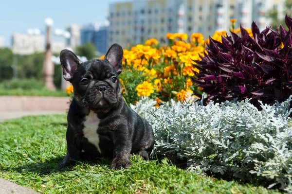 Kis Fekete Kiskutya Francia Bulldog Van Zöld Sárga Virágok Szabadban — Stock Fotó