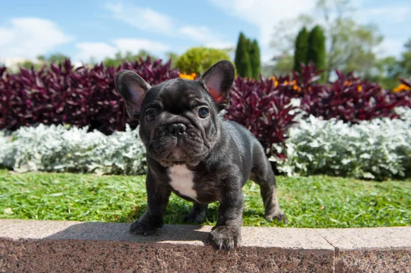 Small black puppy of french bulldog is on the green grass and flowers outdoors