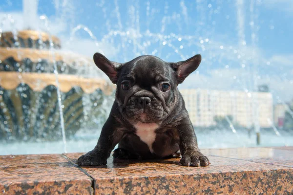 분수대에 불독의 강아지 — 스톡 사진
