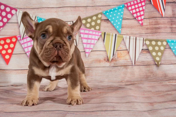 Small puppy of french bulldog. Birthday party conception