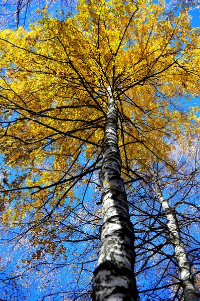 자작나무 아래에서 하늘을 바라본다 — 스톡 사진
