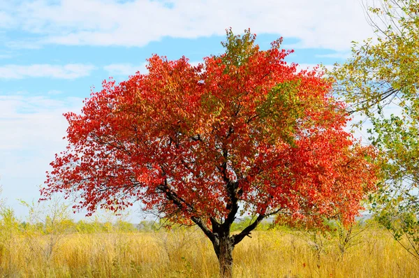 Uma Árvore Com Folhas Vermelhas Campo Outono — Fotografia de Stock