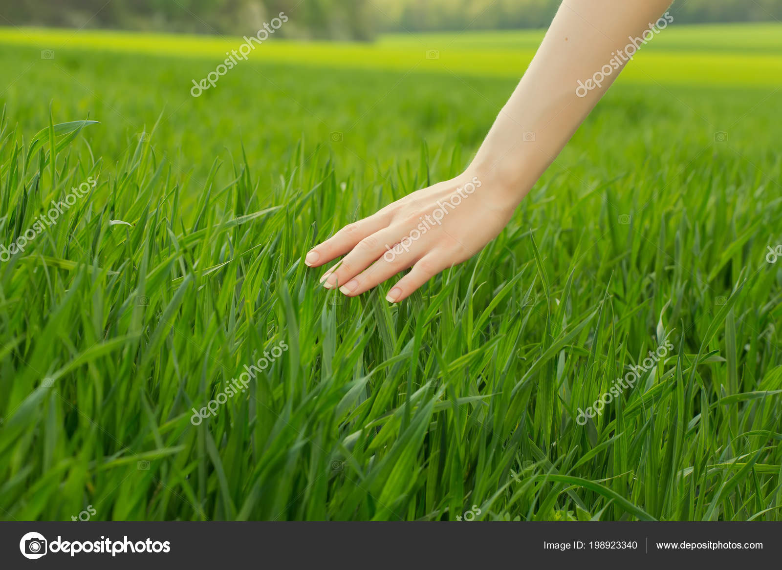 Person touching grass - Stock Image - F012/0423 - Science Photo Library