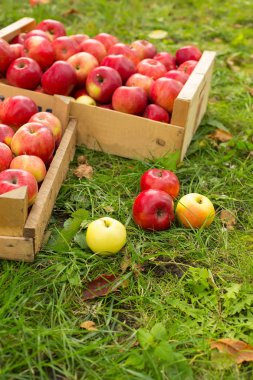 fotoğrafı taze otların arasında güneş ışığı üzerinde tahta bir sandık içinde kırmızı elma aldı.