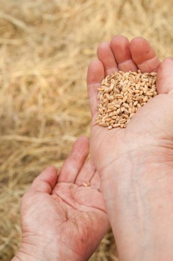 buğday tahıl, closeup tutan eller 