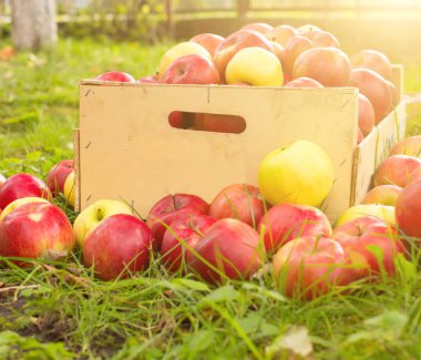 fotoğrafı taze otların arasında güneş ışığı üzerinde tahta bir sandık içinde kırmızı elma aldı.