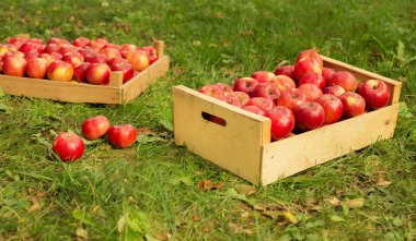 fotoğrafı taze otların arasında güneş ışığı üzerinde tahta bir sandık içinde kırmızı elma aldı.