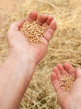 buğday tahıl, closeup tutan eller 