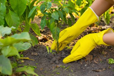 Yeni bitki dikimi eldiven El